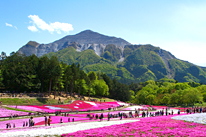 羊山公園・芝桜の丘