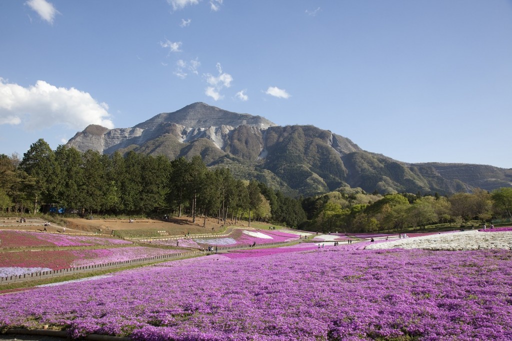 芝桜の丘