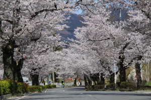 長瀞桜