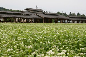 そばの花